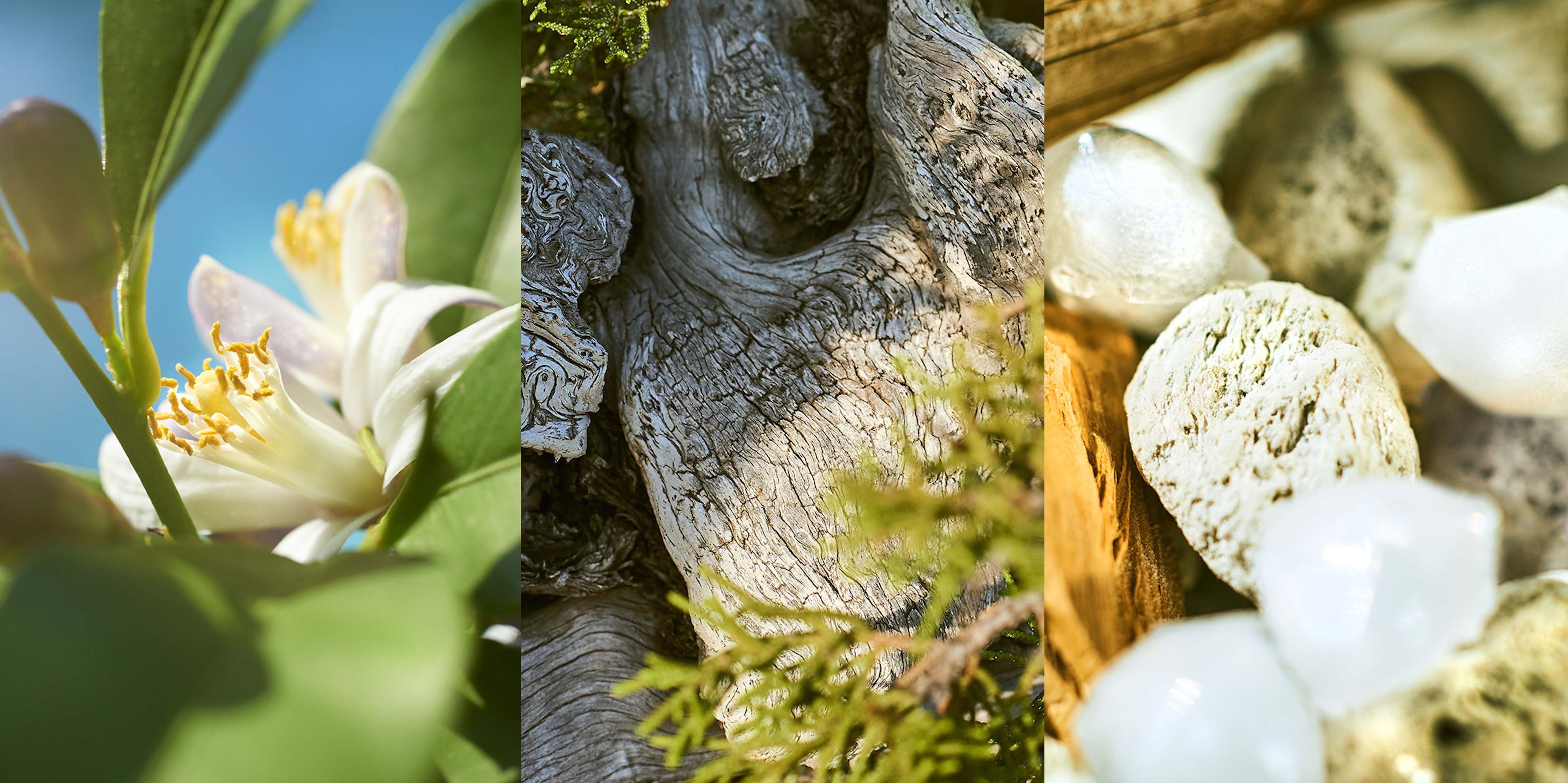 Oficjalne zdjęcie nut Wood Neroli