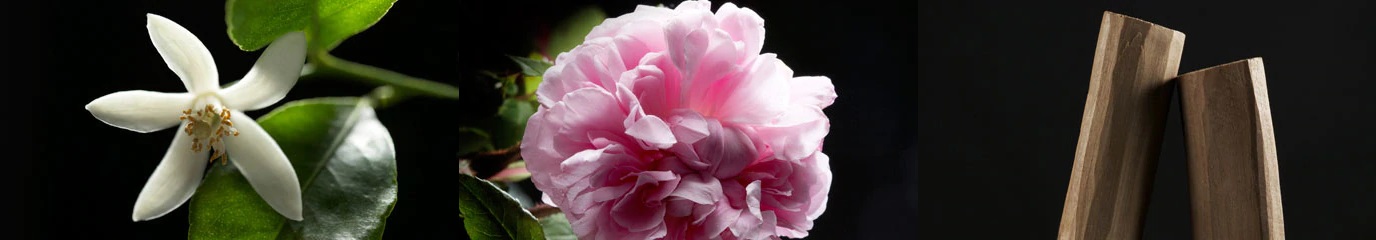 Nuty w perfumach Dior Nuty w perfumach Dior