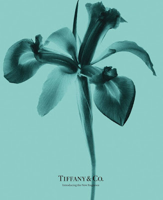 Irys - flagowa nuta perfum Tiffany Irys - flagowa nuta perfum Tiffany